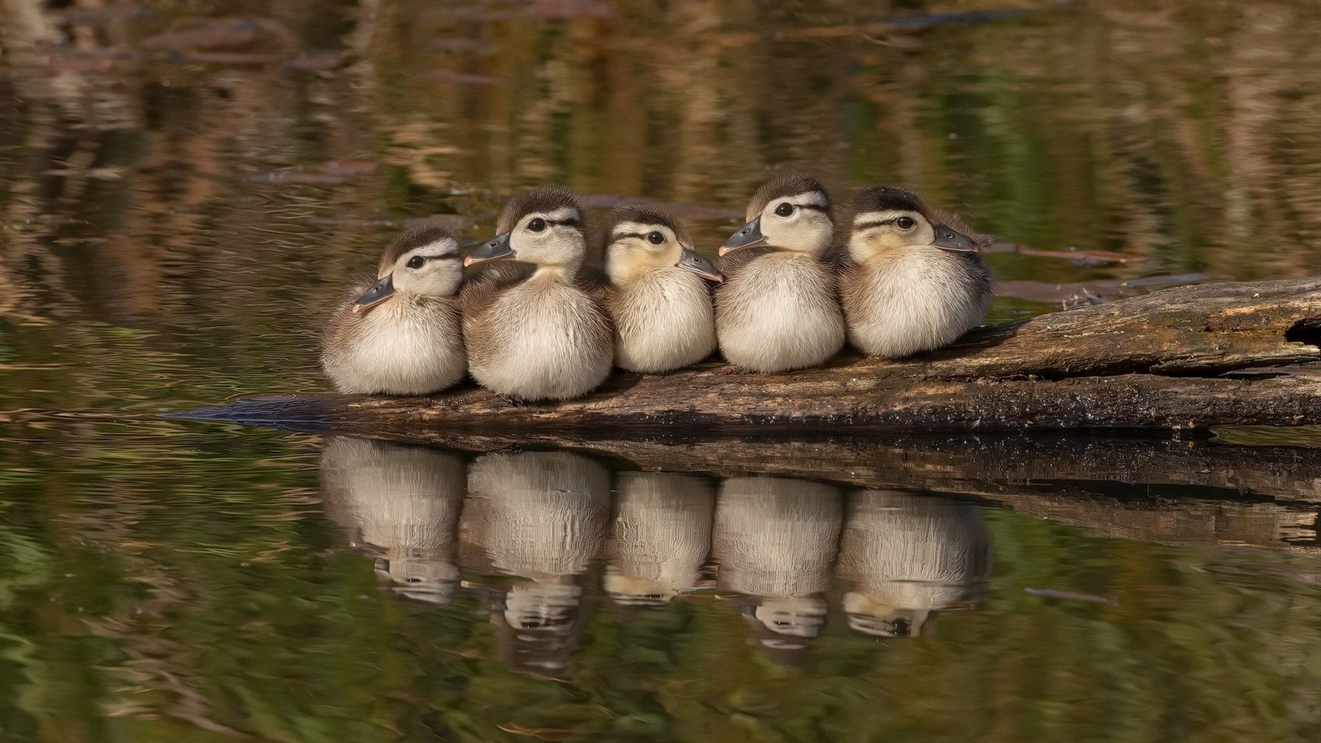 开云全站-2016年第三轮：库里在关键战中三分绝杀，带领勇士差点翻盘成功，库里2016年西决超远三分是哪一场